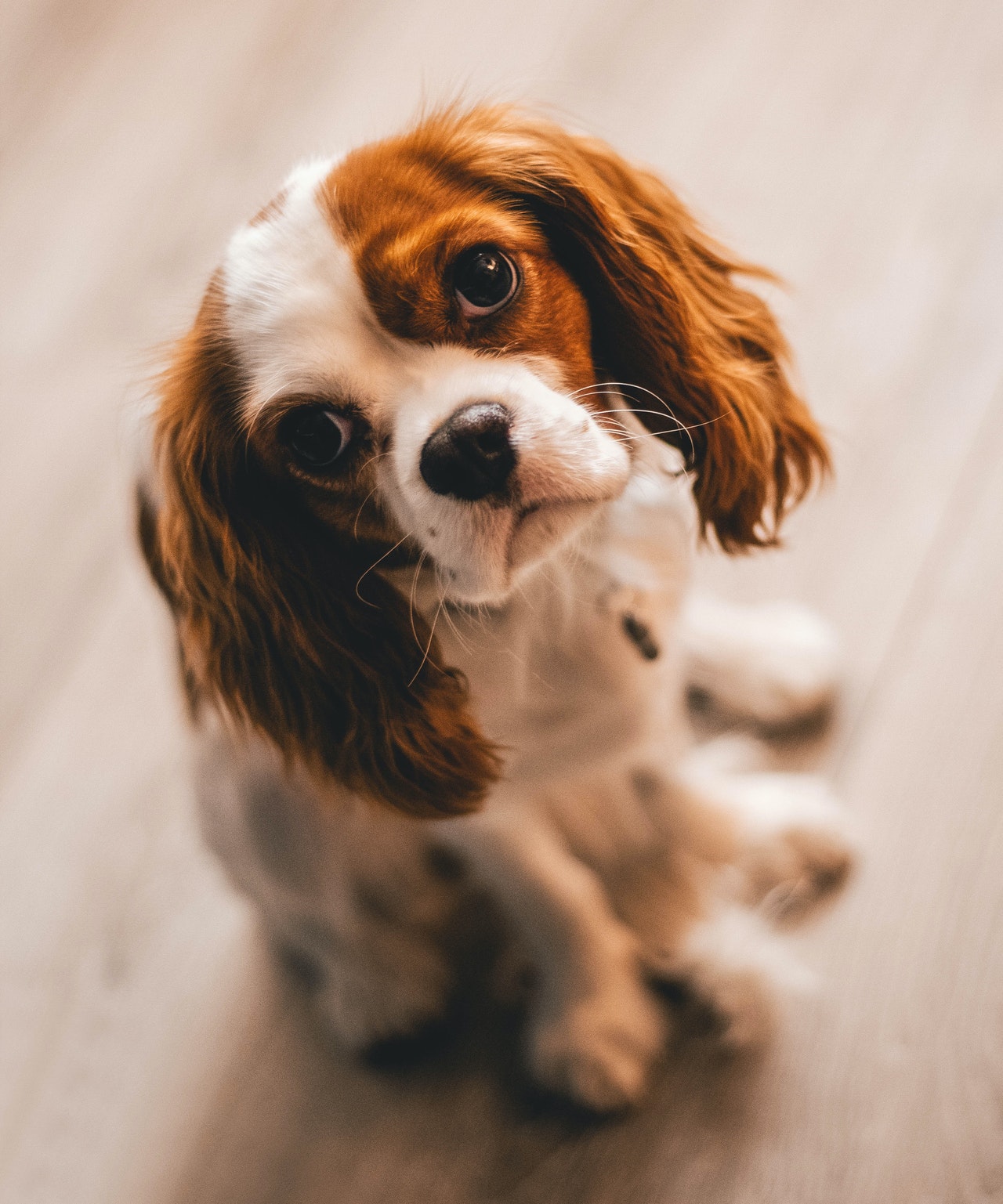 dogs.jpg dogs.jpg